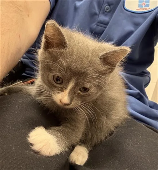 A baby small-sized female Domestic Short Hair cat named Edie for adoption in Indianapolis, IN