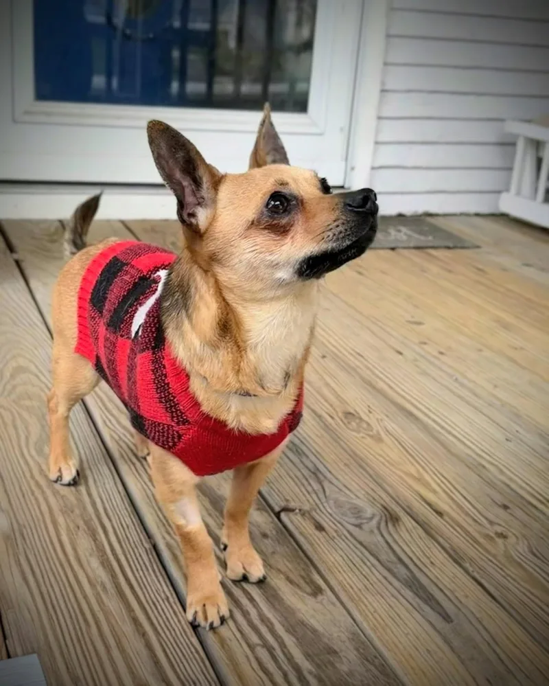 An adult small-sized male Red / Chestnut / Orange Chihuahua dog named Nacho for adoption in Bettendorf, IA