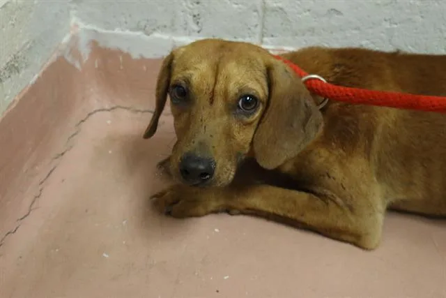 A young medium-sized male Mixed Breed dog named Ohio for adoption in Columbia, SC