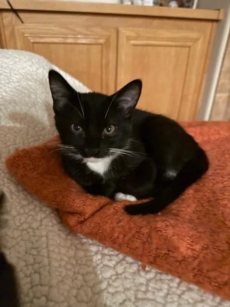 A baby small-sized female Domestic Short Hair cat named Queenie for adoption in Bonsall, CA