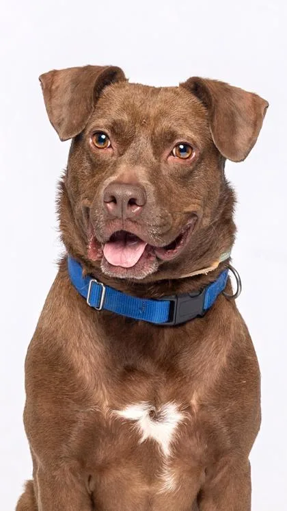 Letterman thumbnail 4