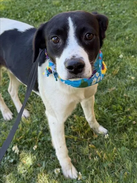 A young small-sized male Border Collie dog named Trail for adoption in Tulsa, OK