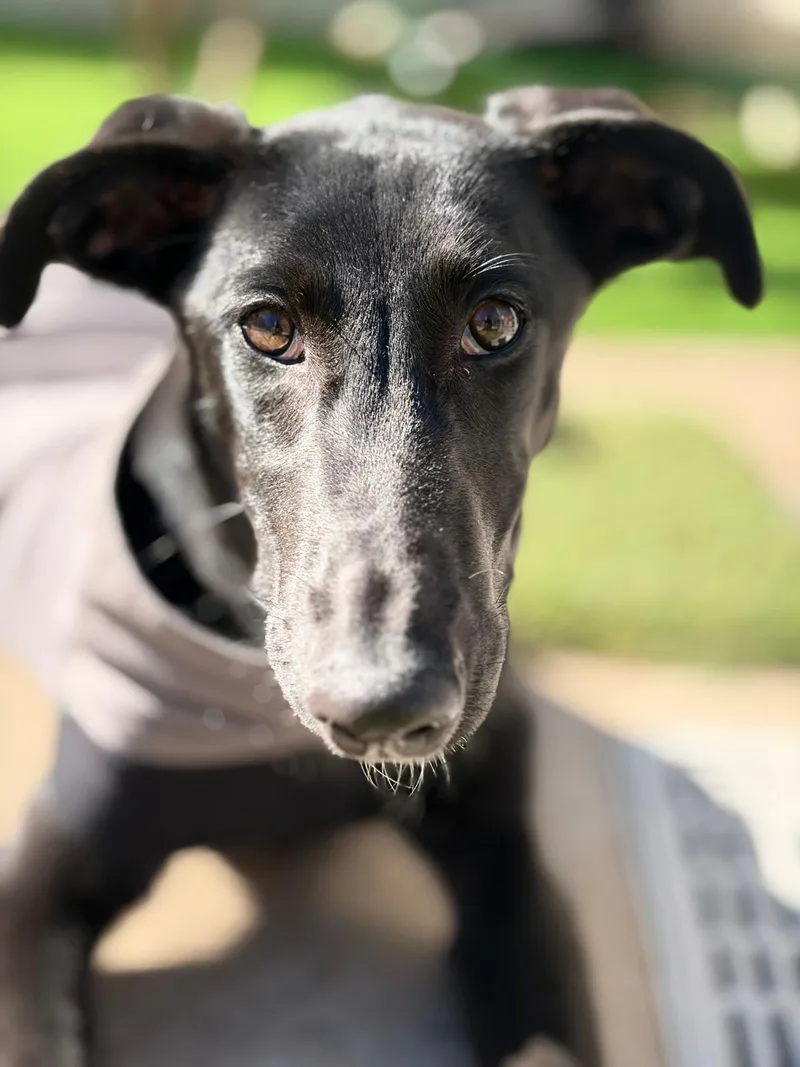 A baby medium-sized female Galgo Spanish Greyhound dog named Alma for adoption in Winter Park, FL