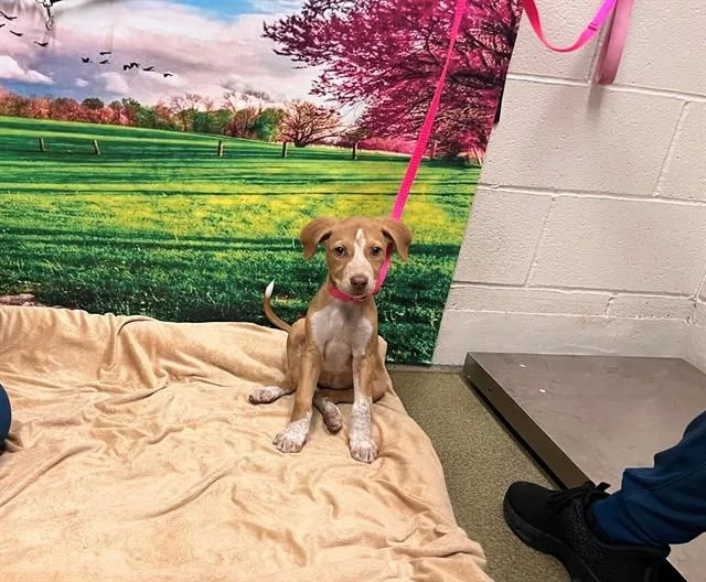 A baby small-sized female Pit Bull Terrier dog named Cookie for adoption in Moreno Valley, CA