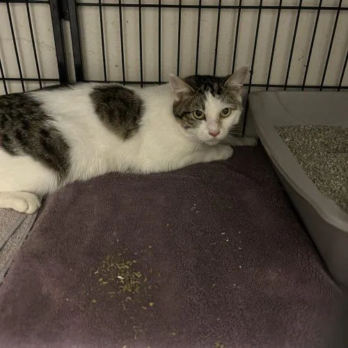 A young medium-sized female Tabby (Brown / Chocolate) Domestic Short Hair cat named Daffodil for adoption in Burlington, IA
