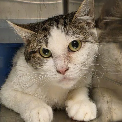 Daffodil thumbnail 2