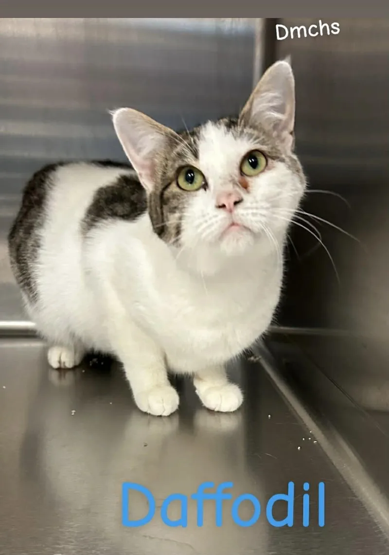 Daffodil thumbnail 3