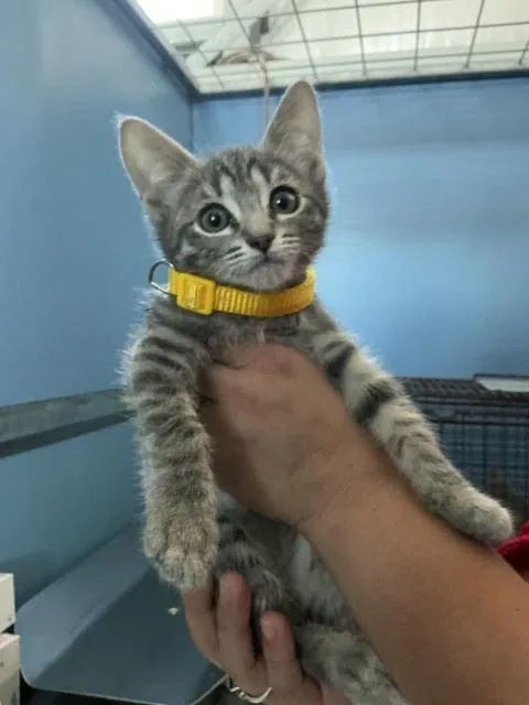 A baby small-sized female Domestic Short Hair cat named Callie for adoption in San Bernardino, CA