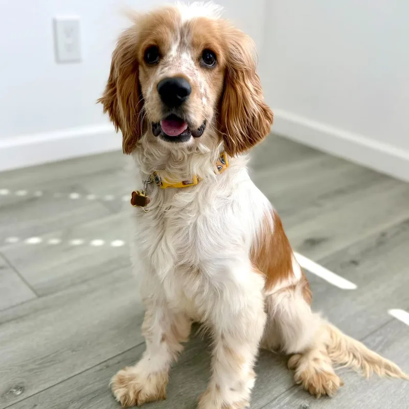 An adult small-sized male Cocker Spaniel dog named Banjo for adoption in Sherman Oaks, CA