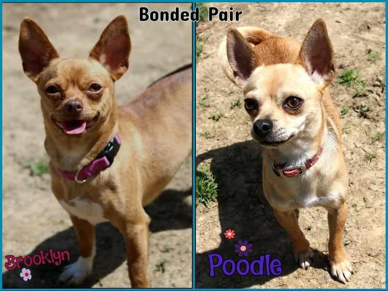 An adult small-sized female Chihuahua dog named Brooklyn & Poodle for adoption in Shippenville, PA
