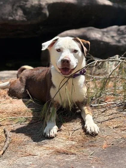 An adult medium-sized male Labrador Retriever dog named Hunter for adoption in Malvern, PA