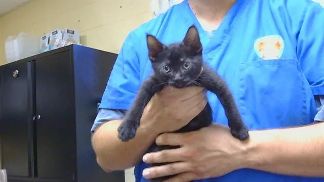 A baby medium-sized male Domestic Short Hair cat named Blackie for adoption in Cookeville, TN
