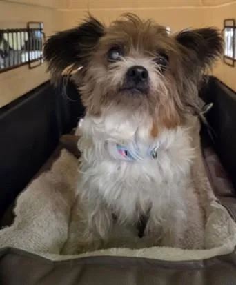 An adult small-sized female Terrier dog named Darling for adoption in Los Angeles, CA