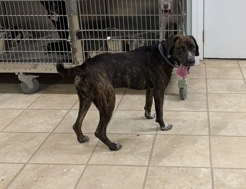 A young medium-sized male Mountain Cur dog named Percy for adoption in Frenchburg, KY