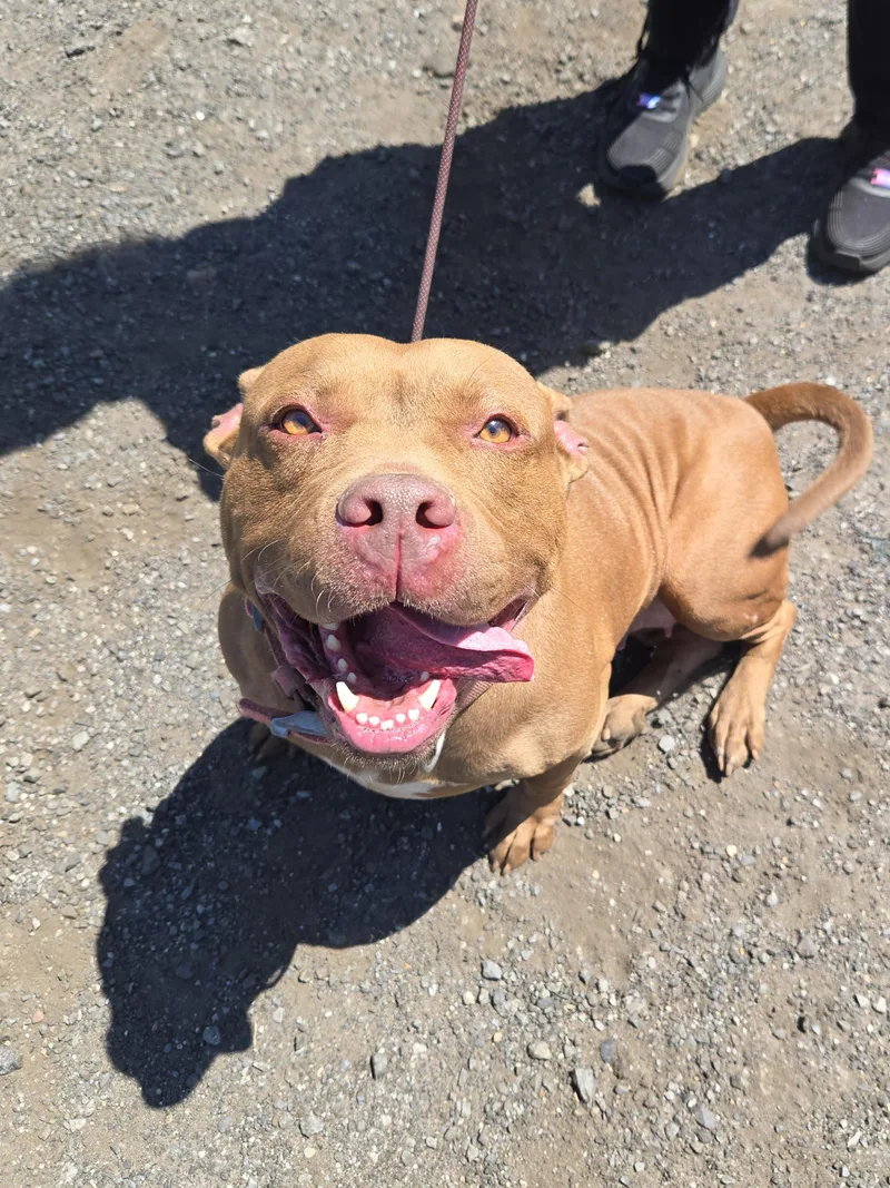 An adult large-sized female Golden Pit Bull Terrier dog named Sunshine for adoption in Trenton, NJ