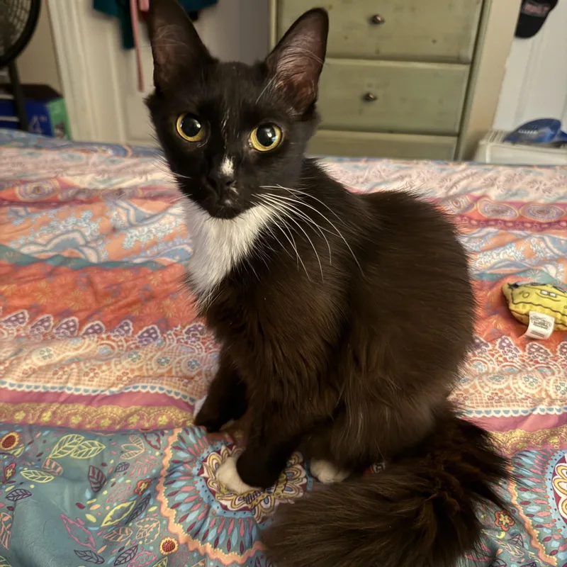 Seera