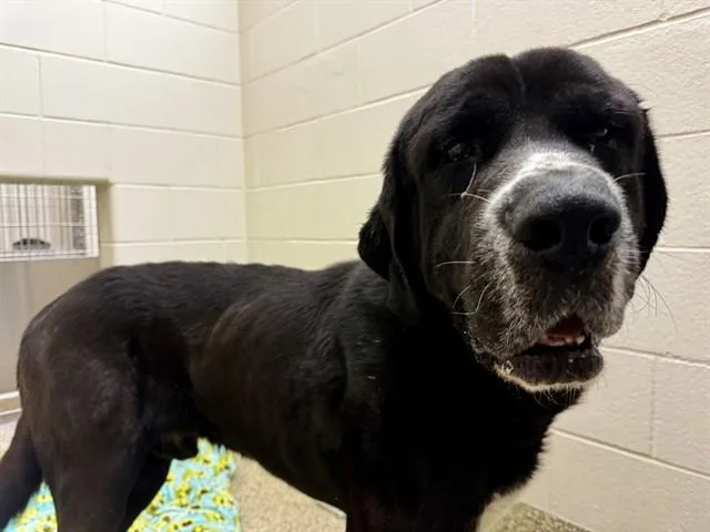 An adult medium-sized male Great Pyrenees dog named Tiny for adoption in Colorado Springs, CO