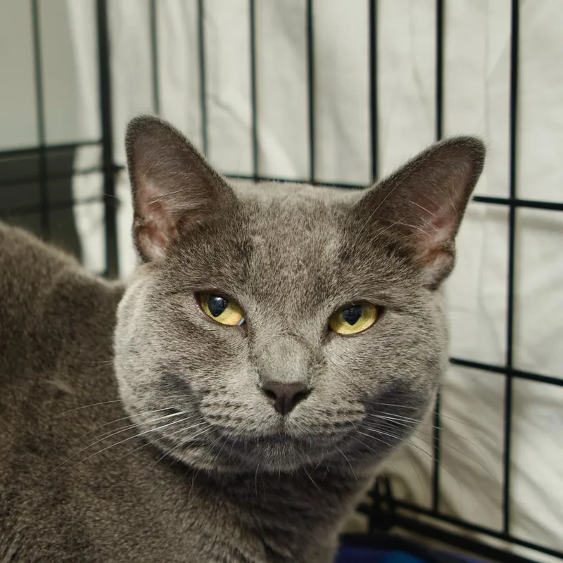 An adult medium-sized male Gray / Blue / Silver Domestic Short Hair cat named Reuben for adoption in New York, NY
