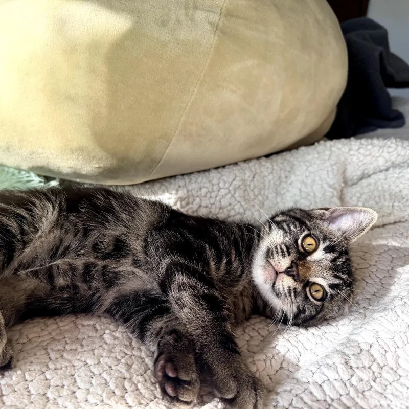 A baby small-sized male Brown / Chocolate Domestic Short Hair cat named Ollie for adoption in Los Angeles, CA