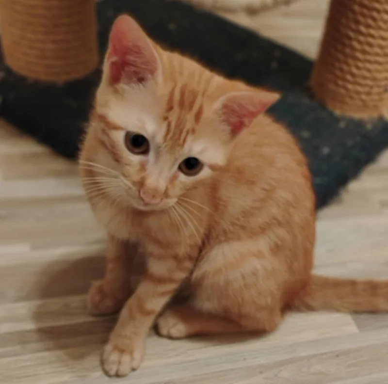 Breena Littlegirlbigoperavoice thumbnail 2