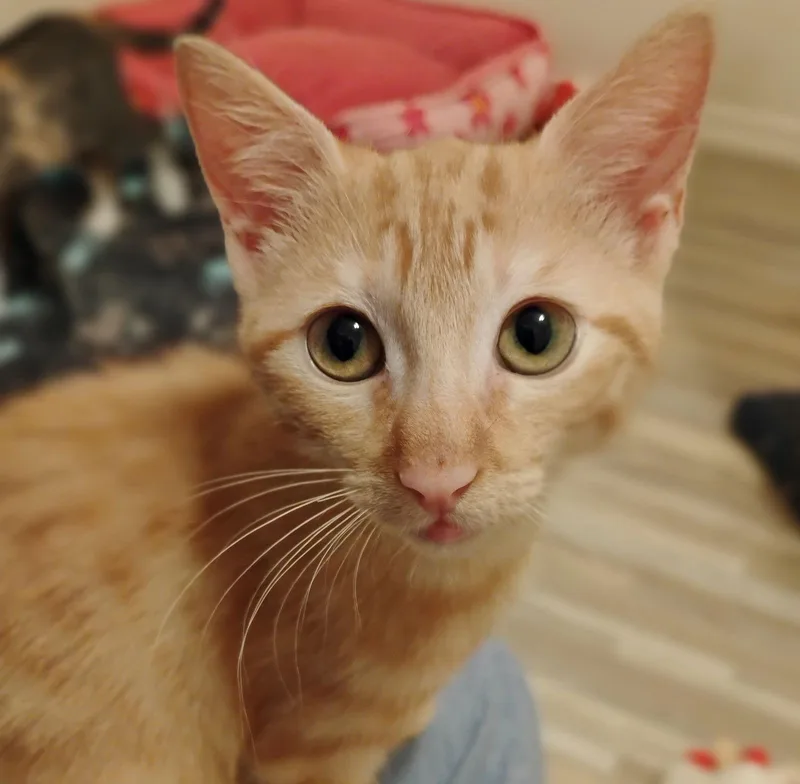 Breena Littlegirlbigoperavoice thumbnail 3