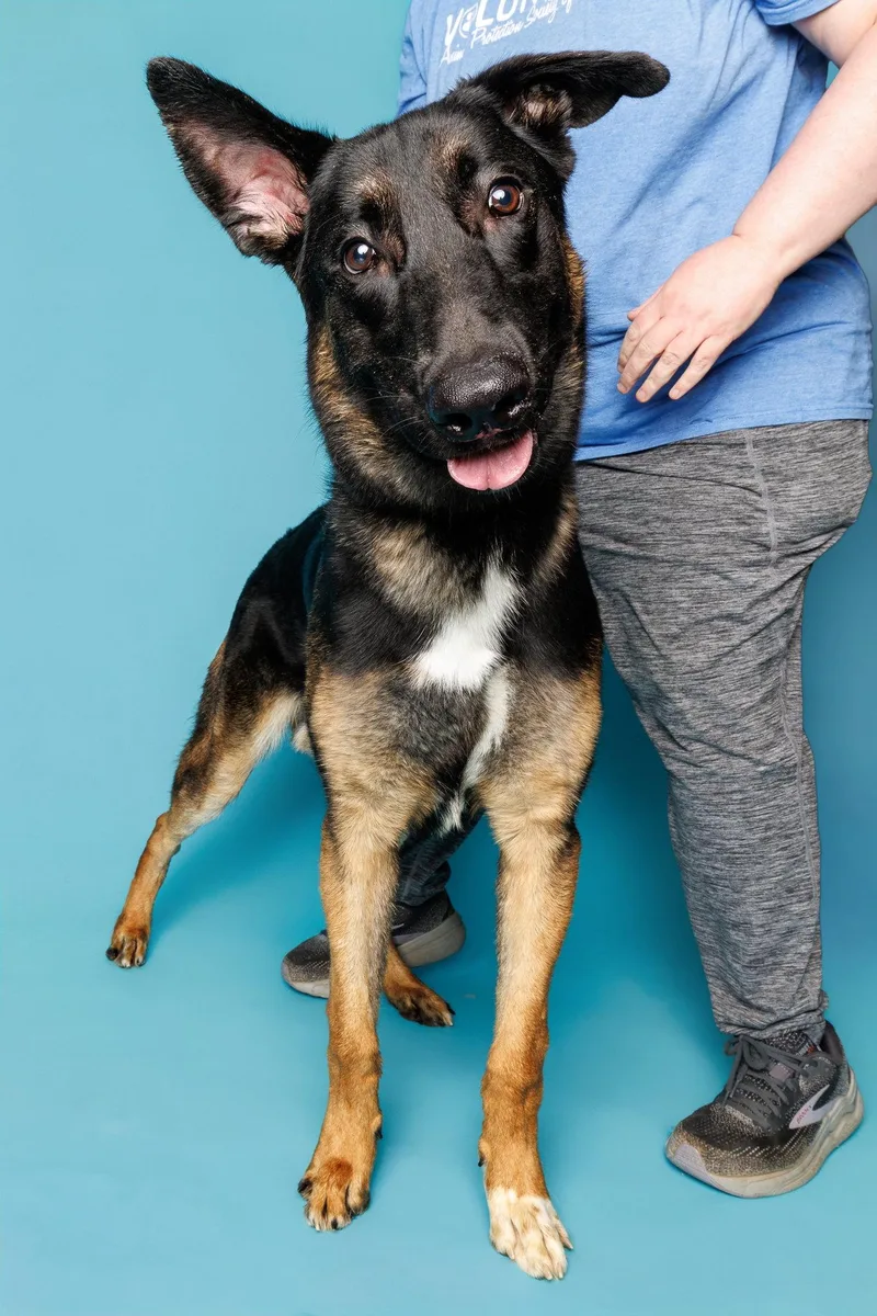 The Viscount thumbnail 2