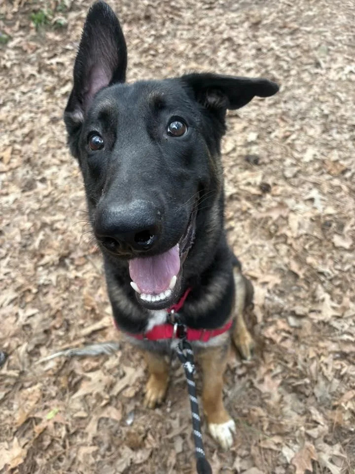 The Viscount thumbnail 3