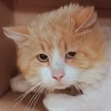 An adult medium-sized male Orange & White Domestic Long Hair cat named Beauford for adoption in Hilliard, OH