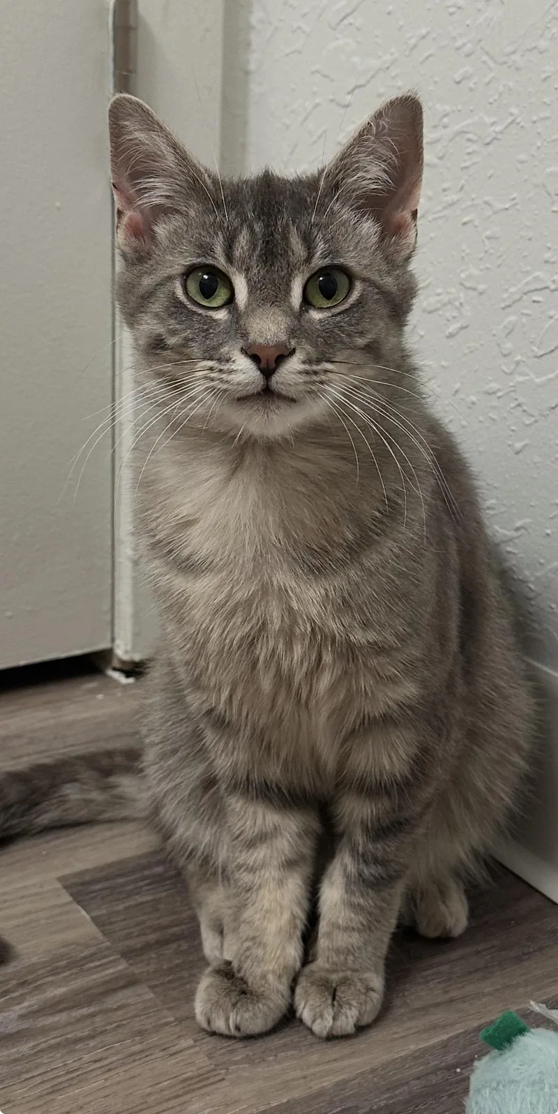 Seamus thumbnail 4