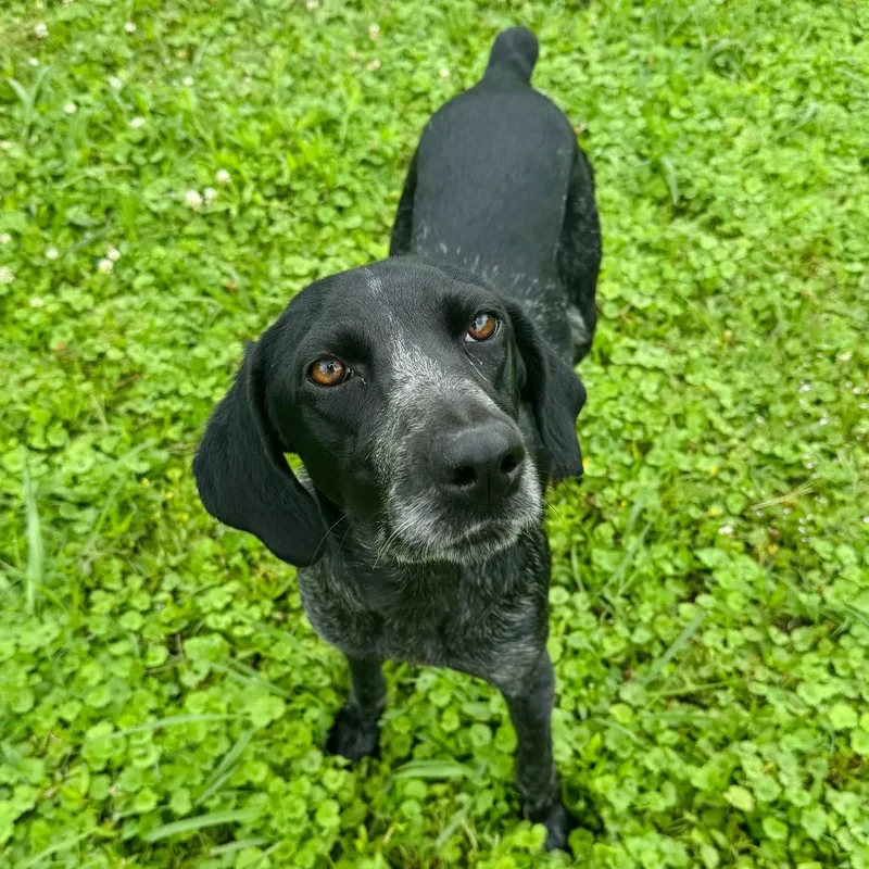 A young medium-sized female Gray / Blue / Silver Pointer dog named Sansa for adoption in Brownsboro, AL
