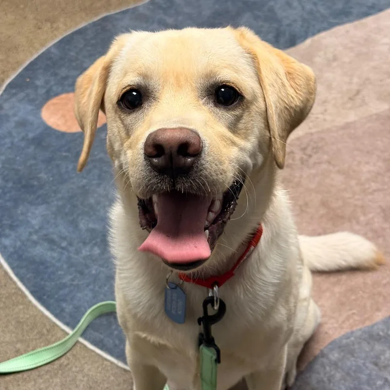 A young medium-sized female Yellow / Tan / Blond / Fawn Yellow Labrador Retriever dog named Ruby for adoption in Portland, OR
