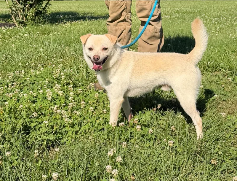 An adult small-sized male White / Cream Chihuahua dog named Leo for adoption in Chesapeake City, MD