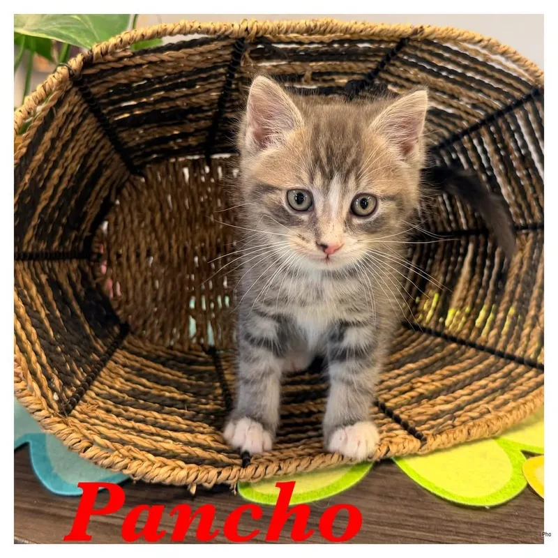 A baby small-sized male Domestic Short Hair cat named Pancho for adoption in Ashland, KY