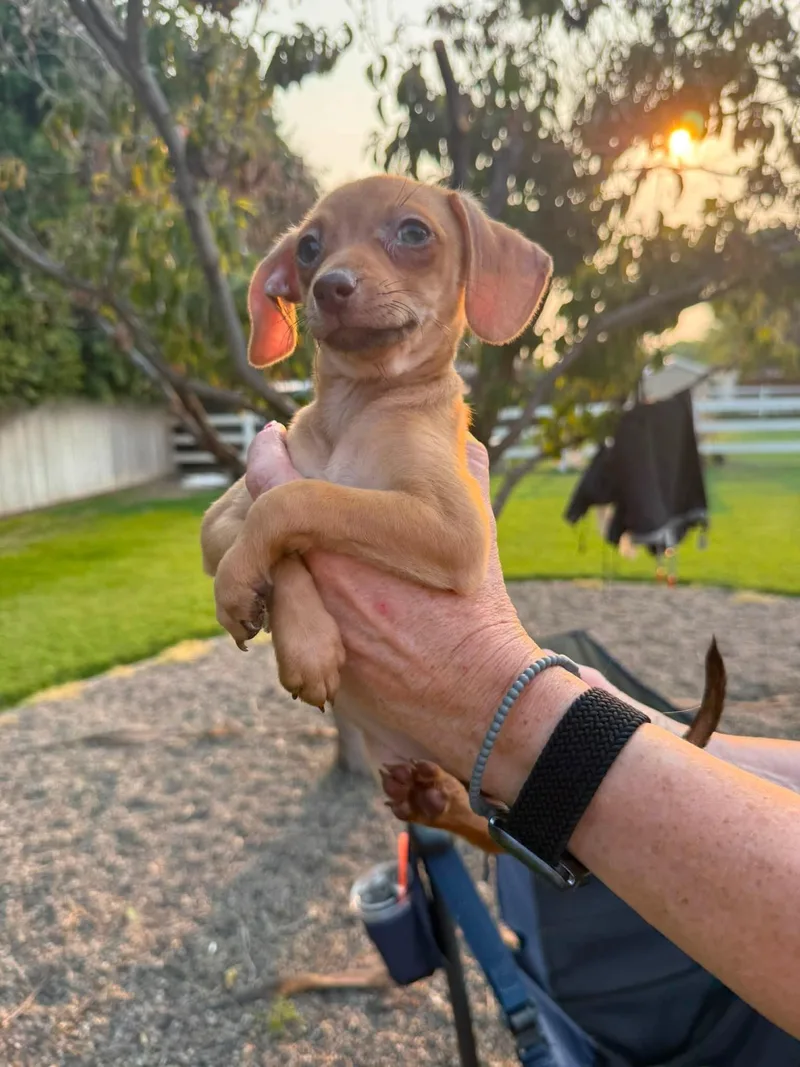 A baby small-sized male Chihuahua dog named Andy for adoption in West Richland, WA