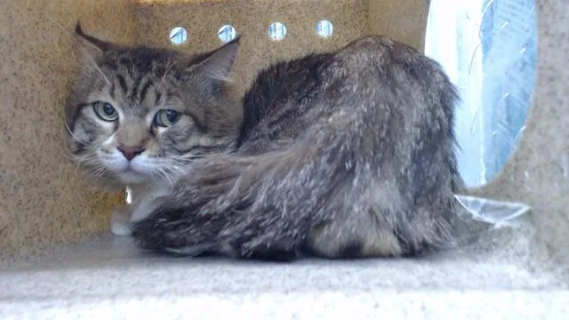 An adult medium-sized male Domestic Long Hair cat named Malachi for adoption in Downey, CA