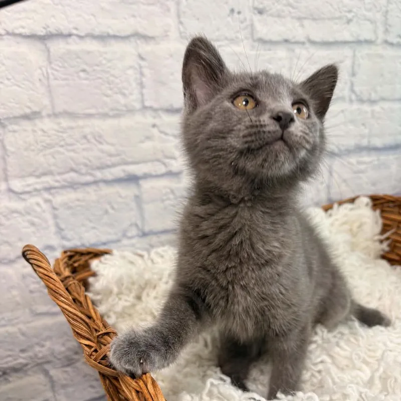 A baby small-sized female Gray / Blue / Silver Domestic Medium Hair cat named Justine for adoption in Harrisonburg, VA