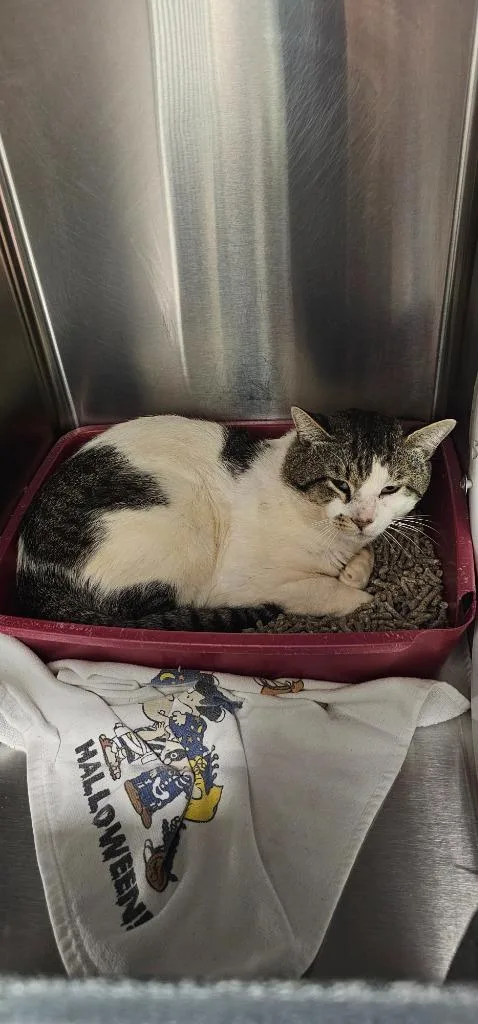A young small-sized male Domestic Short Hair cat named Ray for adoption in Athens, TN