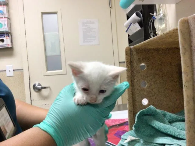 A young small-sized male Domestic Short Hair cat named Kilo for adoption in Riverside, CA