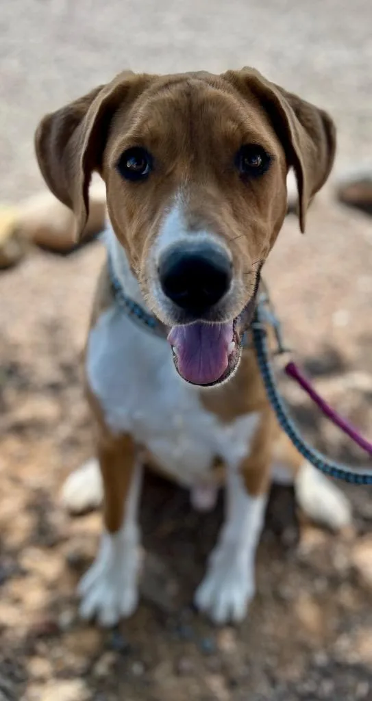 A young large-sized male Labrador Retriever dog named Hiro for adoption in Cottonwood, AZ