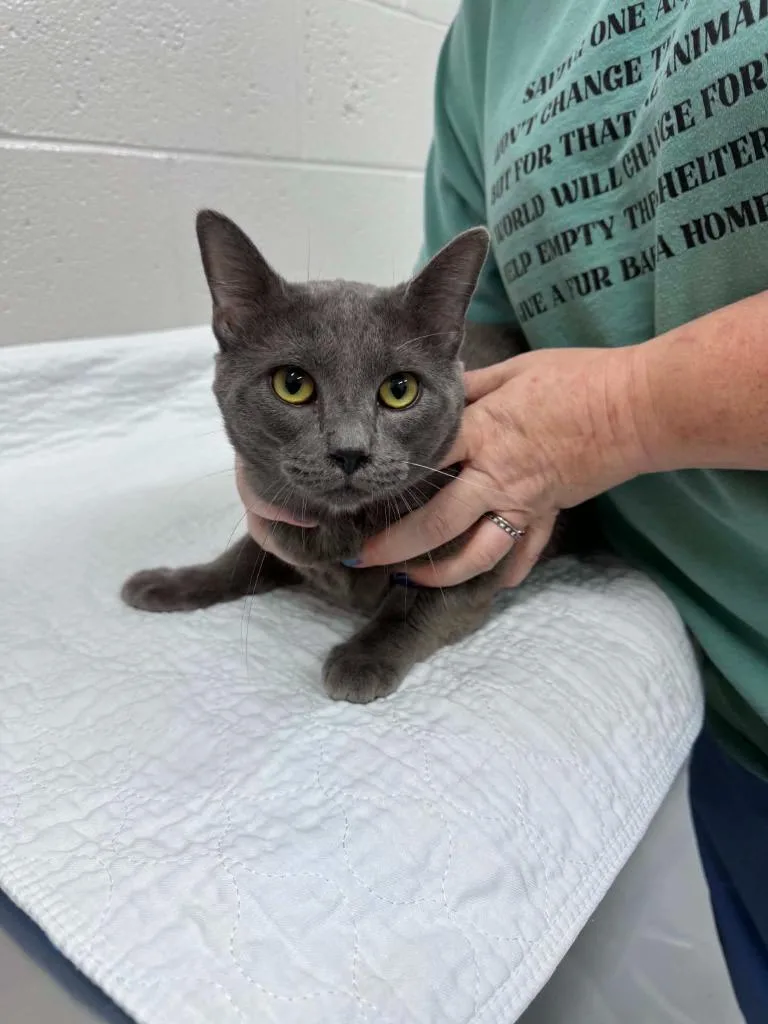 A young small-sized male Domestic Short Hair cat named Chunky for adoption in East Ridge, TN