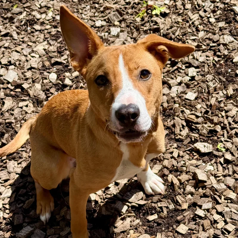 A baby medium-sized female Red / Chestnut / Orange Mixed Breed dog named Roo for adoption in Columbia, MD