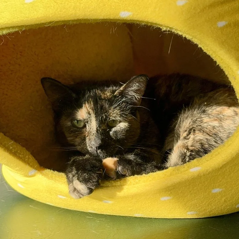 Plumeria thumbnail 4