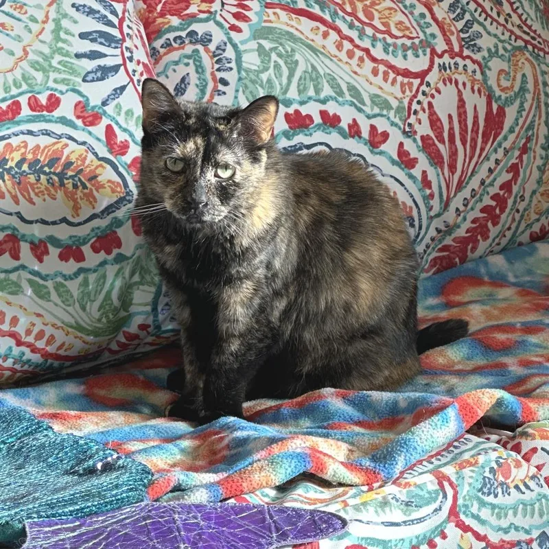 Plumeria thumbnail 5