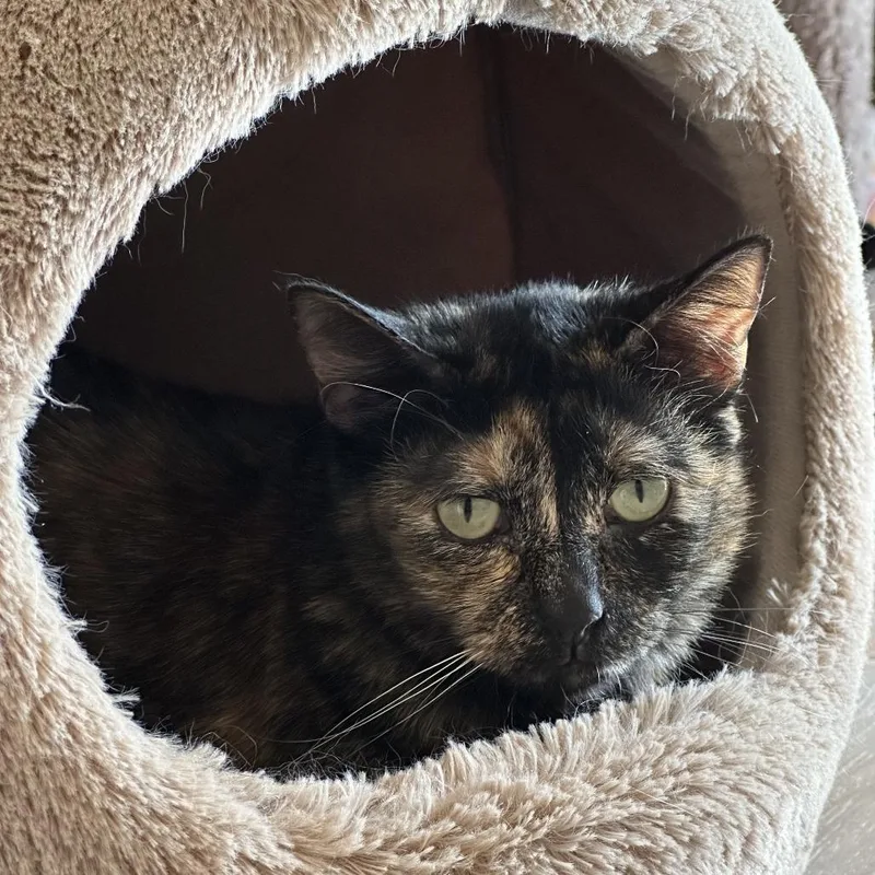 Plumeria thumbnail 6