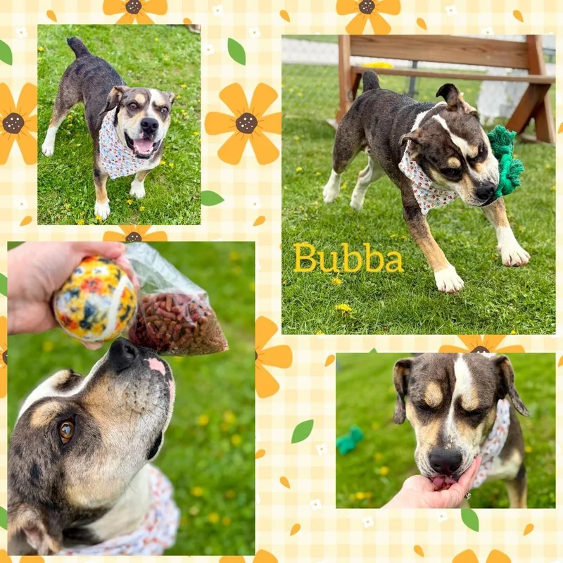 A young medium-sized male American Bulldog dog named Bub for adoption in Rensselaer, IN