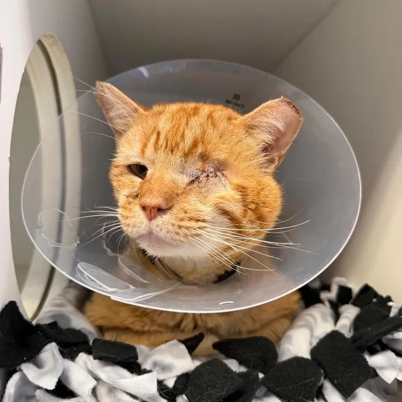 An adult medium-sized male Tabby (Orange / Red) Domestic Short Hair cat named King Glitter Cheeks Aka for adoption in Clinton, IL