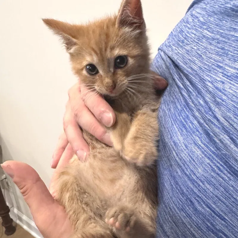A baby small-sized female Orange / Red Domestic Short Hair cat named Elveira for adoption in Fredericksburg, VA