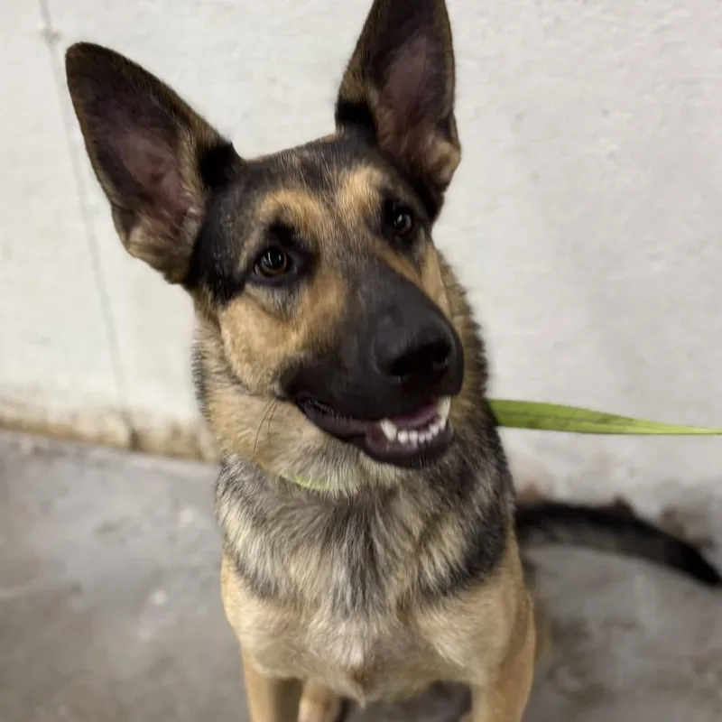 An adult medium-sized female Brown / Chocolate German Shepherd Dog dog named Lady for adoption in Fulton, MO