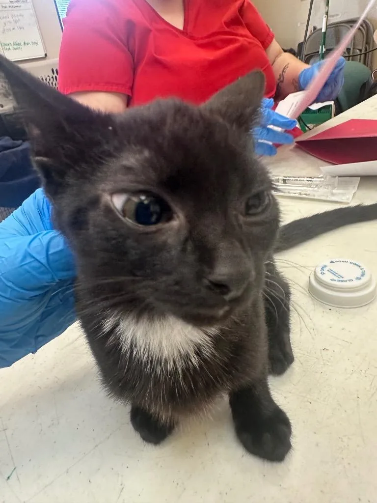 A baby medium-sized female Domestic Short Hair cat named Quinn for adoption in Wintersville, OH