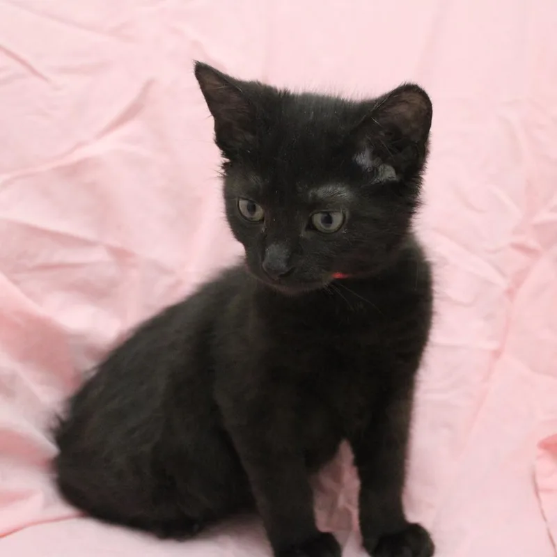 A baby small-sized male Black Domestic Short Hair cat named Eno for adoption in Champaign, IL